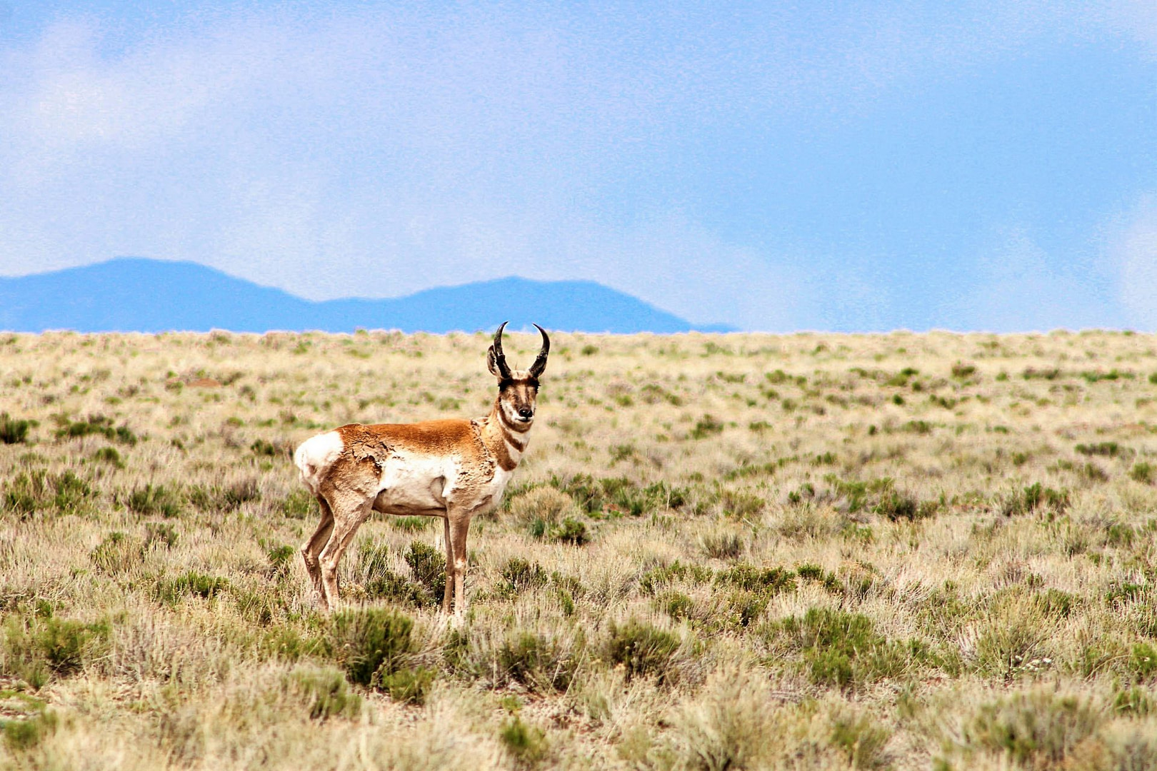 5 Acres Chiquito Peak Mountainview Land near BLM in Conejos County CO